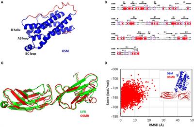 Molecular Simulation of Oncostatin M and Receptor (OSM–OSMR) Interaction as a Potential Therapeutic Target for Inflammatory Bowel Disease